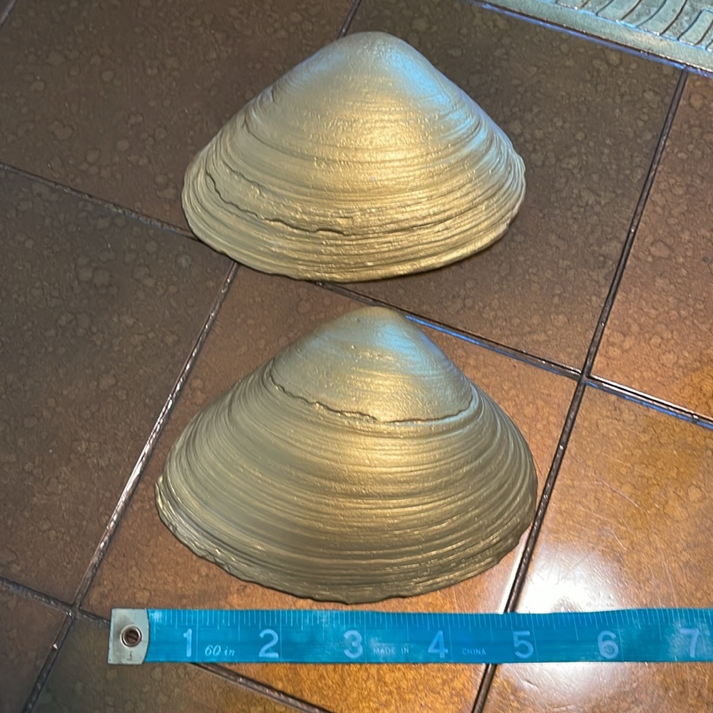 Large Hand Painted Clamshells - Picture 2 of 4